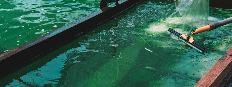 culture de la Spiruline