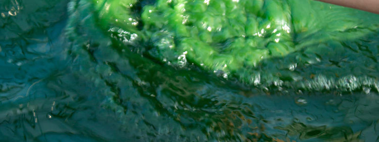 Composition de la Spiruline Vitamines, minéraux et bienfaits nutritionnels