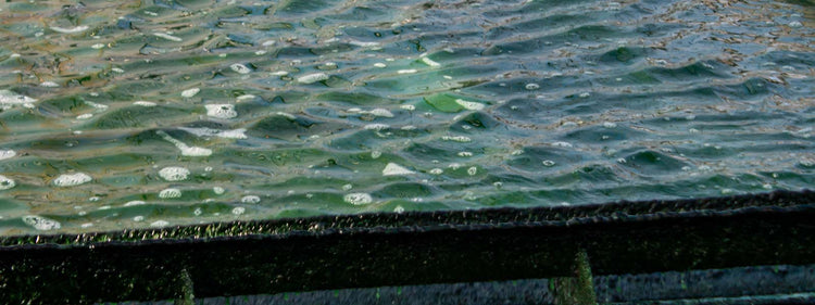 Consommation de la Spiruline Dosage, bienfaits & conseils d’utilisation