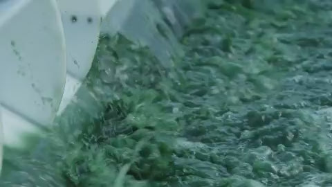 Spiruline française bio bassin de production