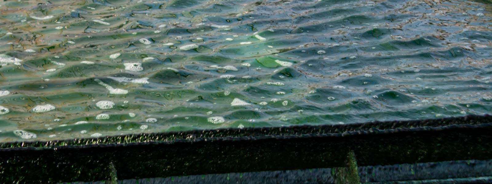 Consommation de la Spiruline Dosage, bienfaits & conseils d’utilisation